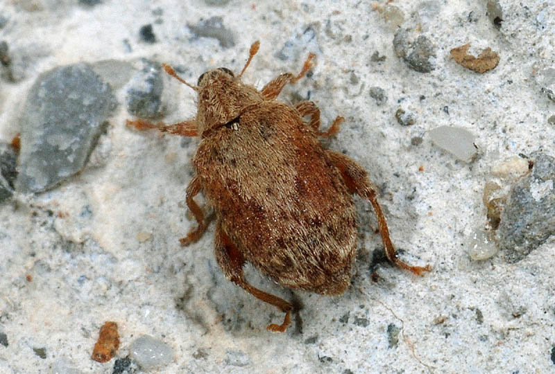 Da determinare - Orchestes quercus (Curculionidae)